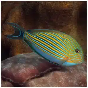 Acanthurus Lineatus morska ribica tang sa plavim i narandžastim prugama