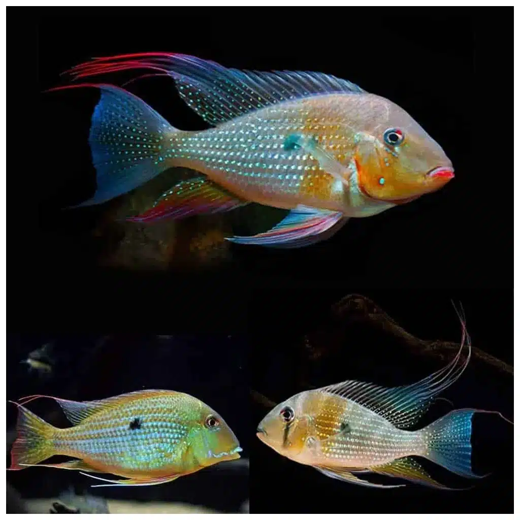 Acarichthys heckelii južnoamerički ciklid za akvarijum