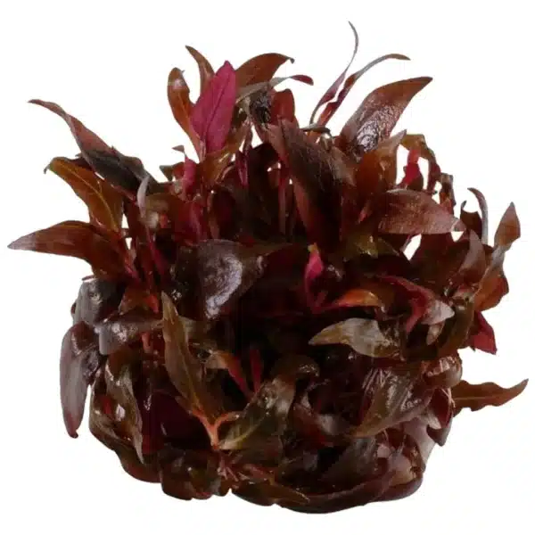 Alternanthera reineckii mini