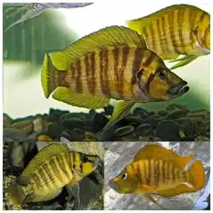 Altolamprologus compressiceps gold tanganjika ciklid