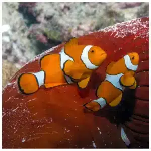 Amphiprion Percula morska ribica klaun u akvarijumu