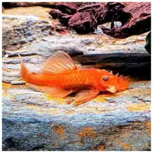 Ancistrus super red crveni ancistrus