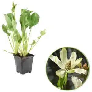 Anemopsis californica močvarna biljka za jezera