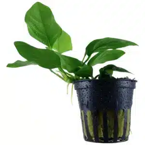 Anubias barteri nana akvarijumska biljka sa tamnozelenim listovima