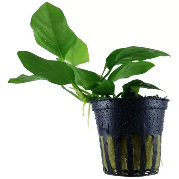 Anubias barteri nana akvarijumska biljka sa tamnozelenim listovima