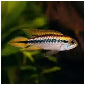Apistogramma agassizii patuljasti ciklid za akvarijum