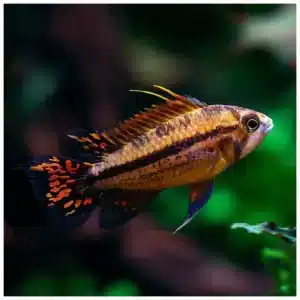 Apistogramma cacatuoides patuljasti ciklid za akvarijum