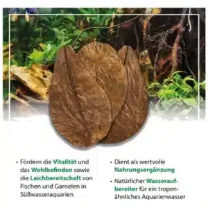 Arka catappa leaves - catappa lišće za akvarijum