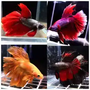 Betta splendens ženka borca