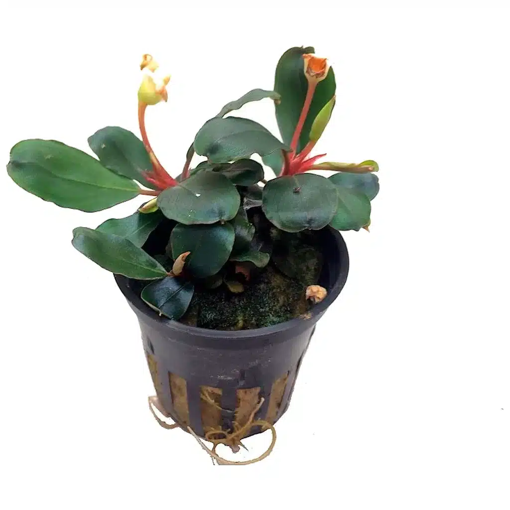 Bucephalandra sp. Red akvarijumska biljka sa crvenim listovima