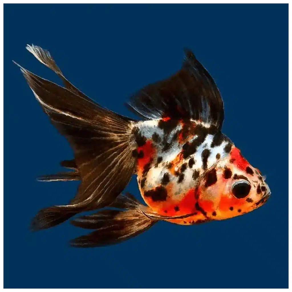 Carassius auratus Japanka teleskop