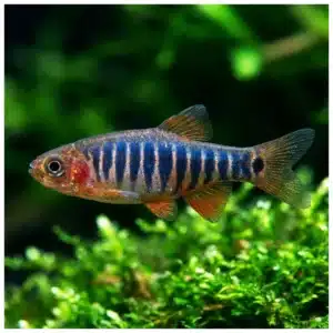 Celestichthys erythromicron patuljasta rasbora