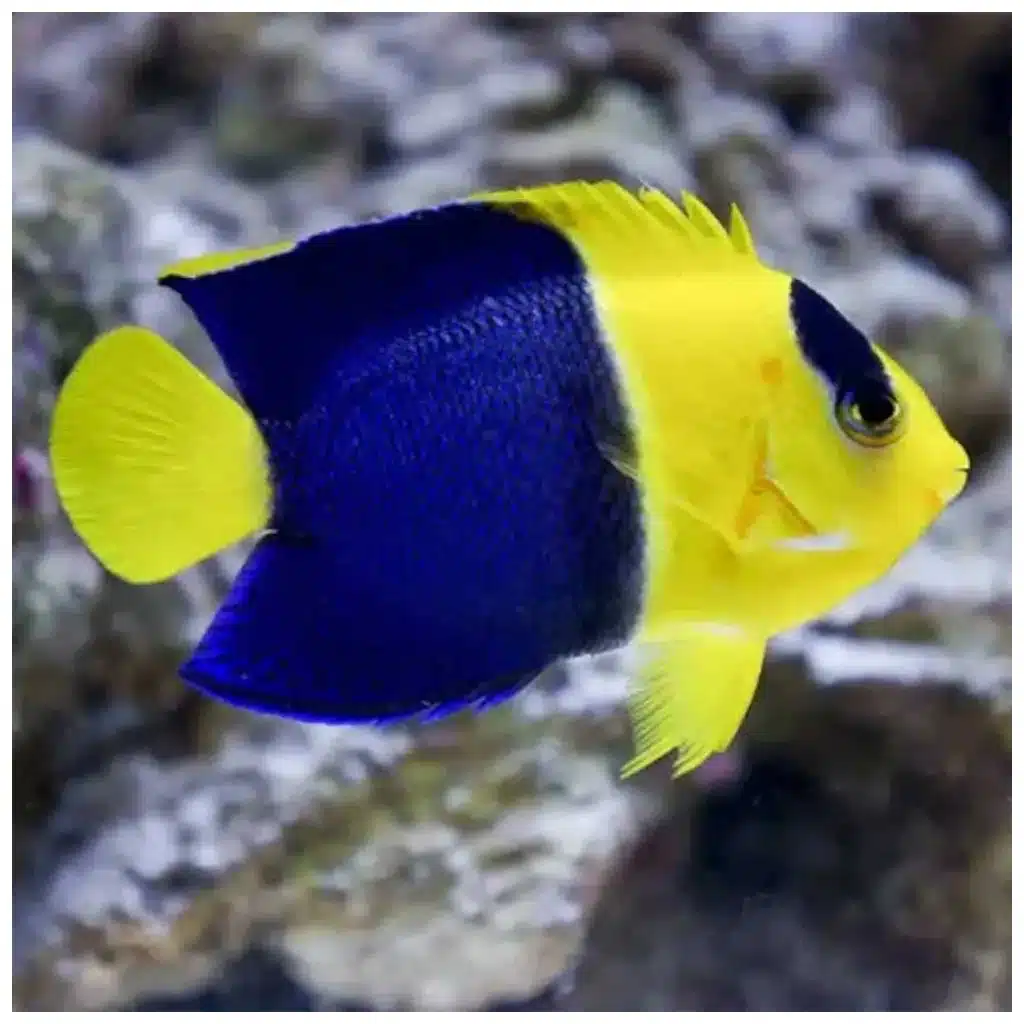 Centropyge Bicolor dvobojni morski anđeo za morski akvarijum
