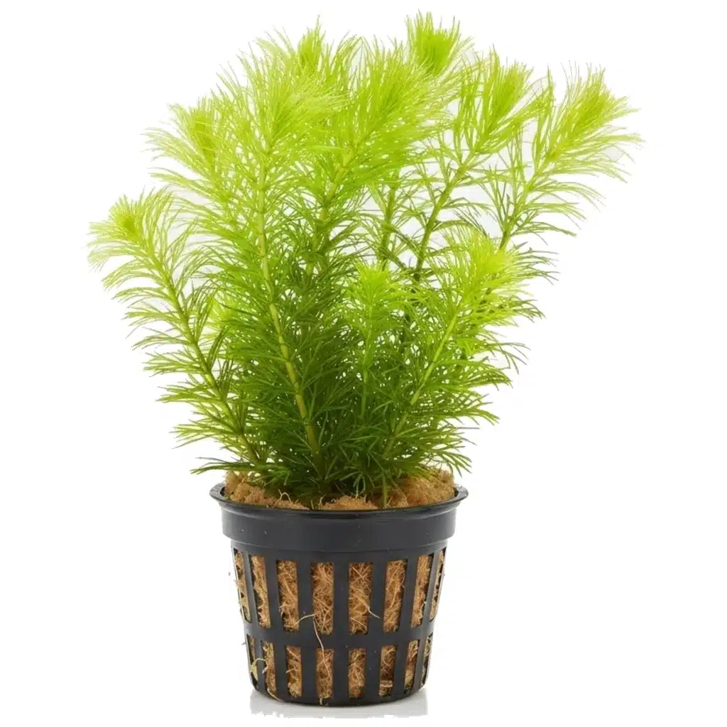 Ceratophyllum demersum vodena drezga