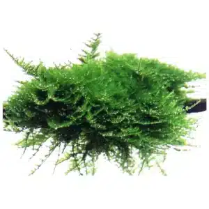 Christmas Moss akvarijumska mahovina