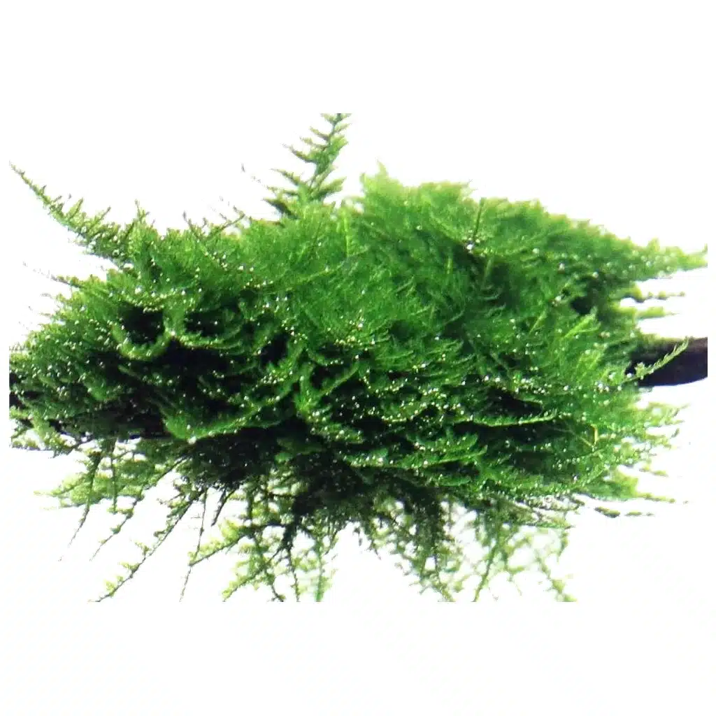 Christmas Moss akvarijumska mahovina