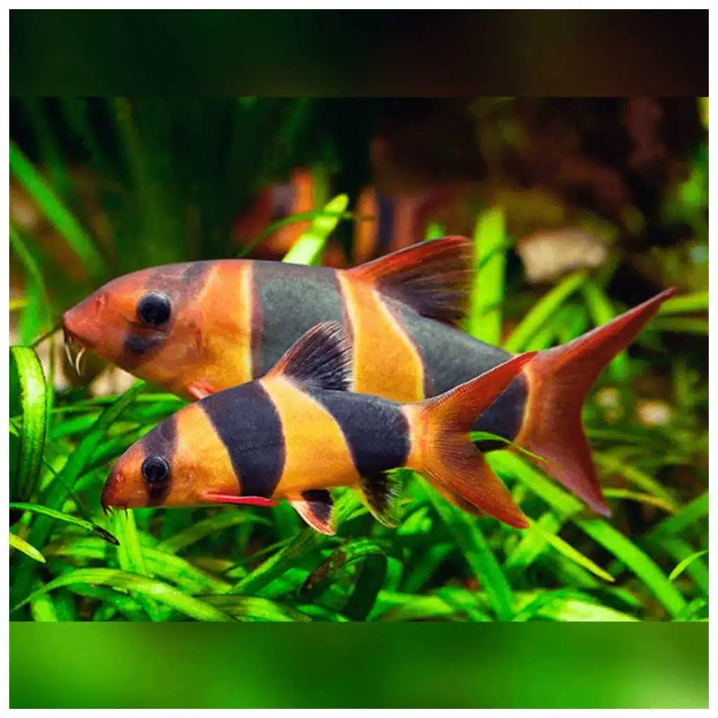 Chromobotia macracanthus botija makrakanta