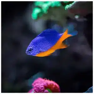Chrysiptera Hemicyanea morska ribica damsel plavo-žute boje