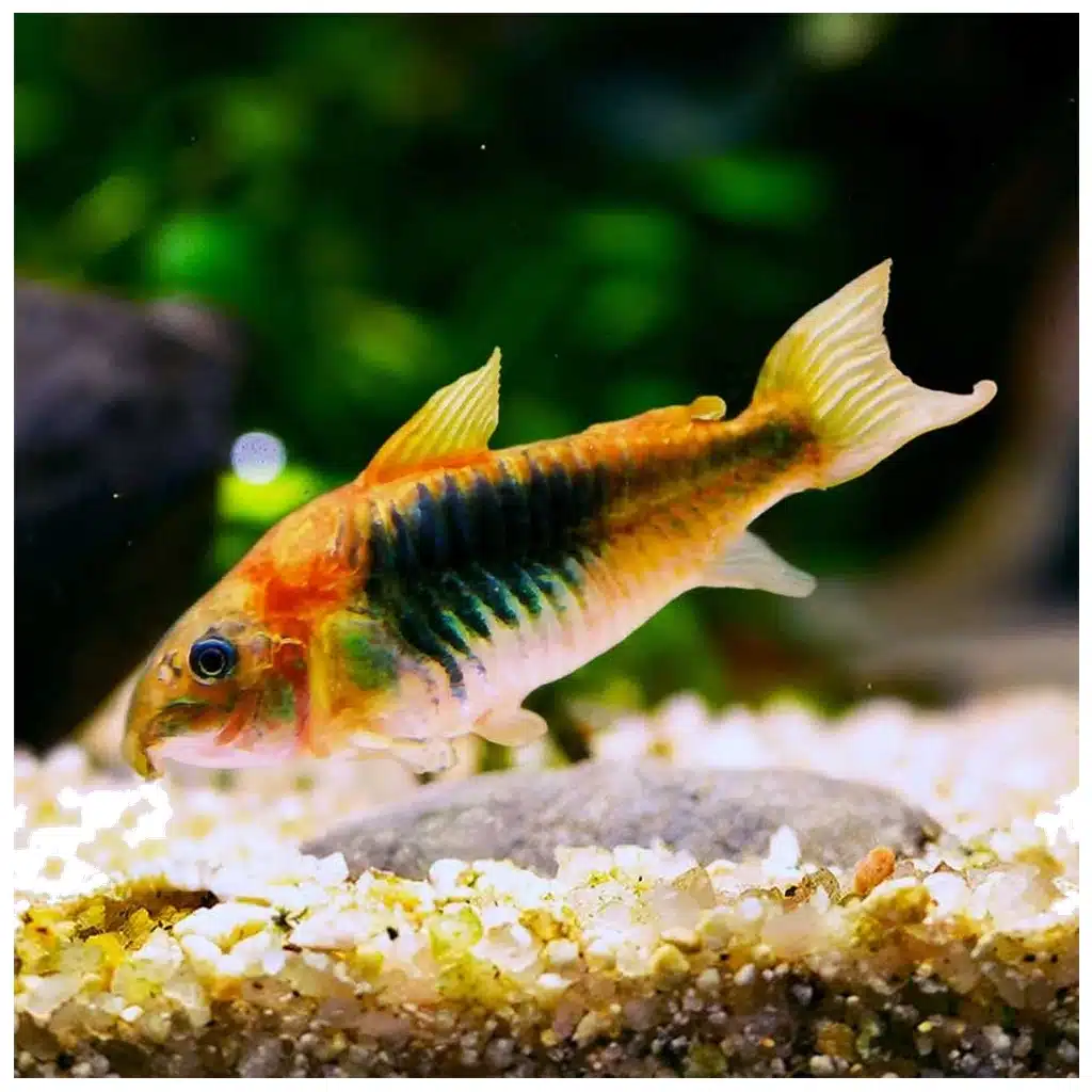 Corydoras aeneus