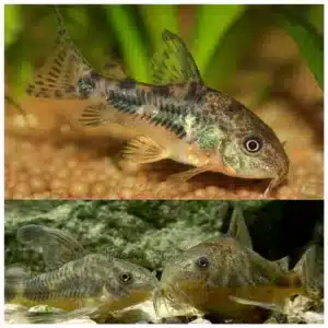 Corydoras paleatus Koridoras