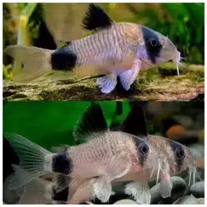 Corydoras panda koridoras