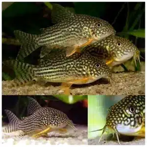 Corydoras sterbai koridoras