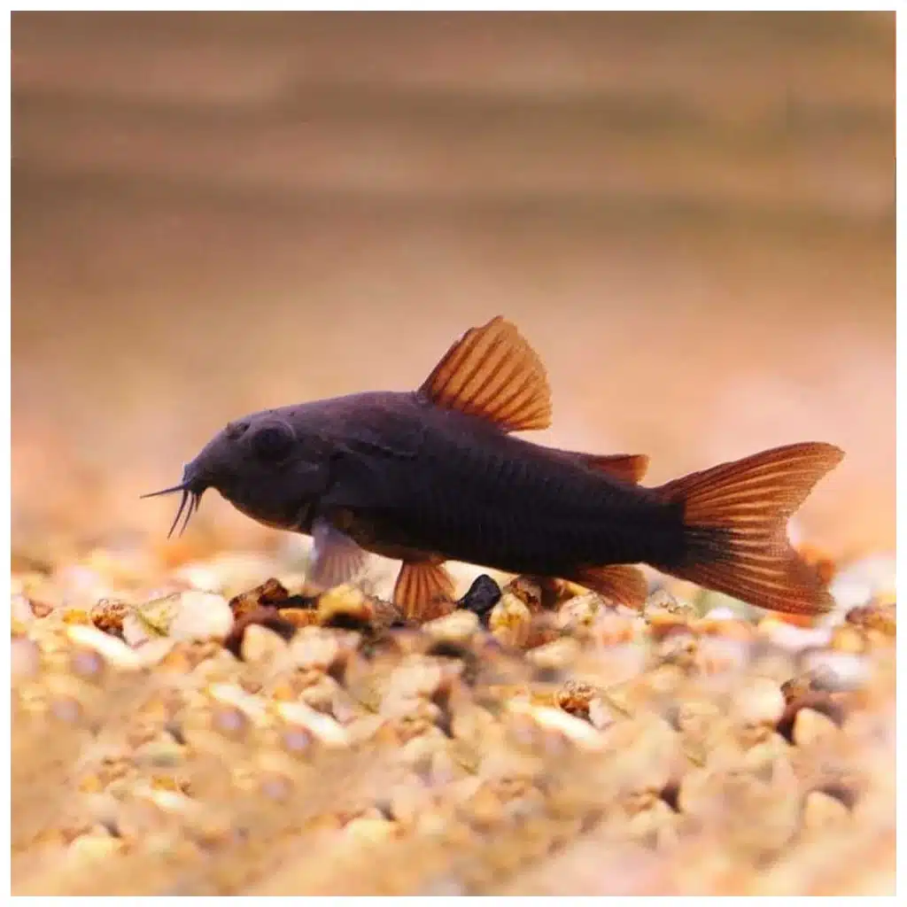 Corydoras venezuela black oklopni somić za akvarijum