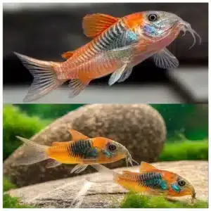 Corydoras venezuela orange narandžasti koridoras