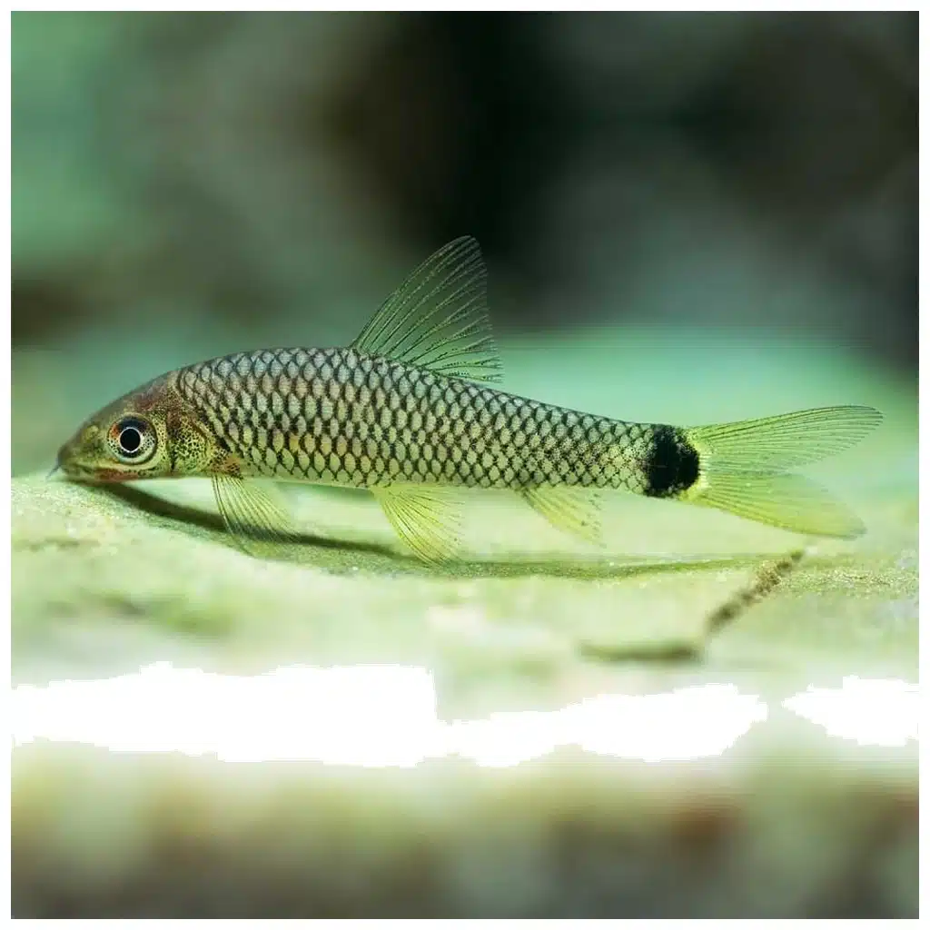 Crossocheilus reticulatus