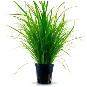 Cyperus helferi akvarijumska biljka sa uskim trakastim listovima