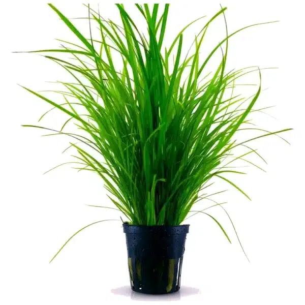 Cyperus helferi akvarijumska biljka sa uskim trakastim listovima
