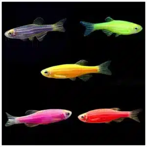 Danio rerio Color zebrica