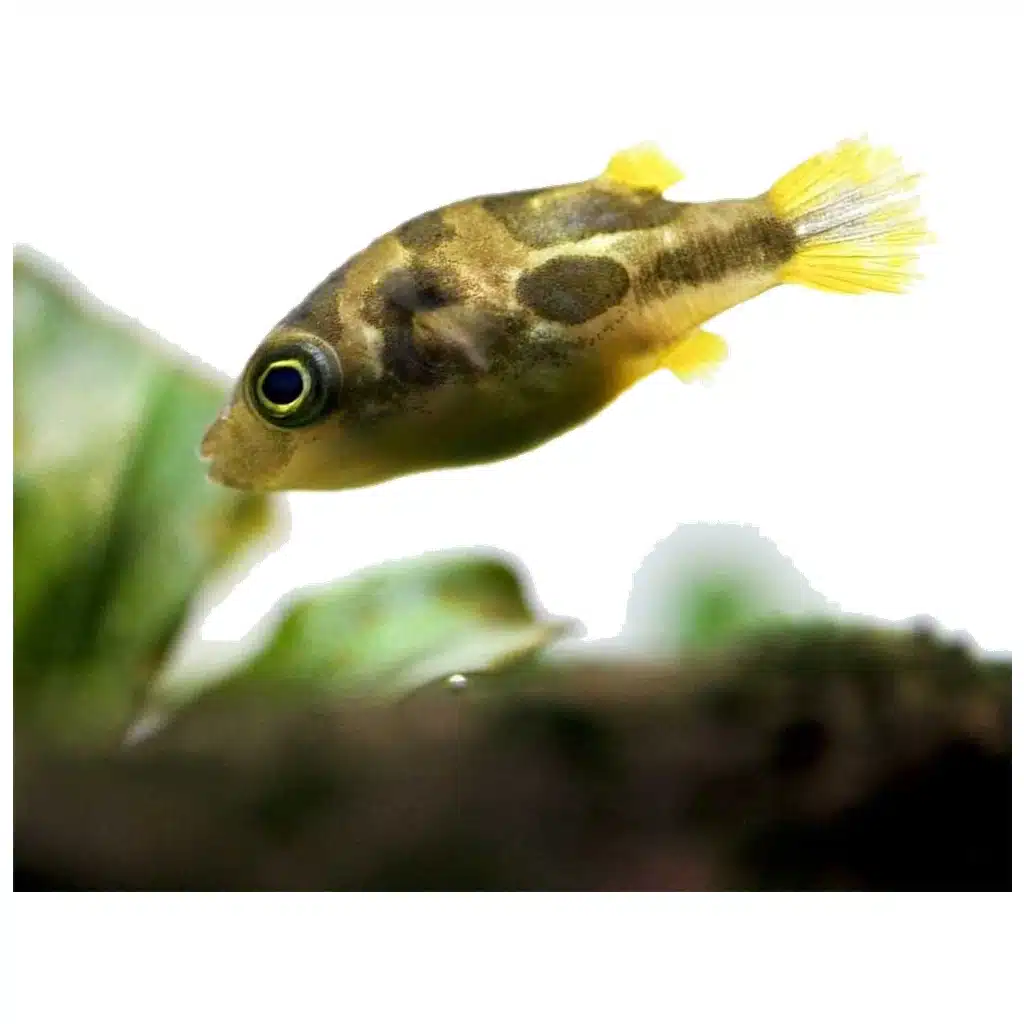 Dwarf puffer fish patuljasta naduvanka