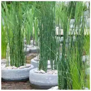 Equisetum japonicum močvarna biljka sa uspravnim stabljikama
