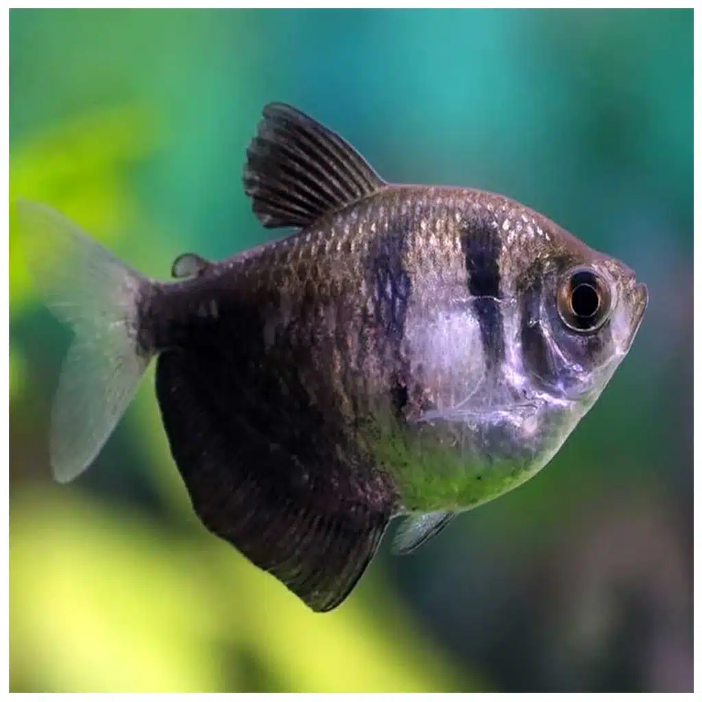 Gymnocorymbus ternetzi bela tetra