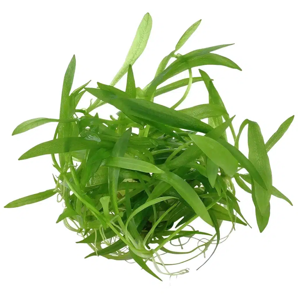 Helanthium quadricostatus In-Vitro akvarijumska biljka u posudi