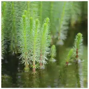 Hippuris vulgaris močvarna biljka za jezero