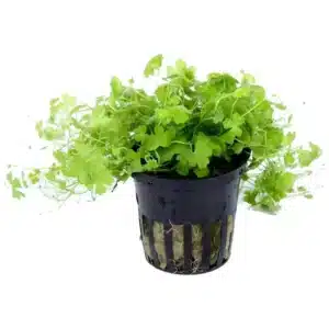 Hydrocotyle tripartita akvarijumska biljka sa svetlozelenim listovima