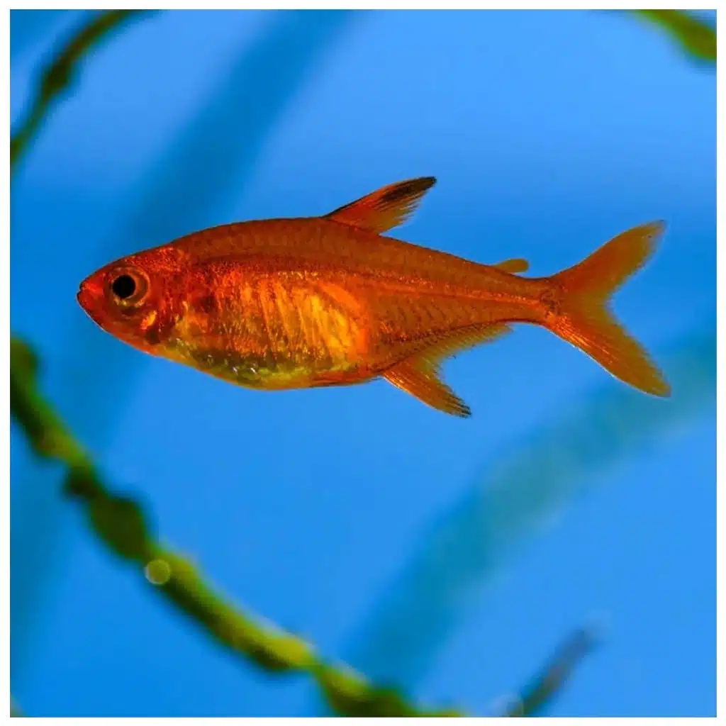 Hyphessobrycon amandae Ember tetra