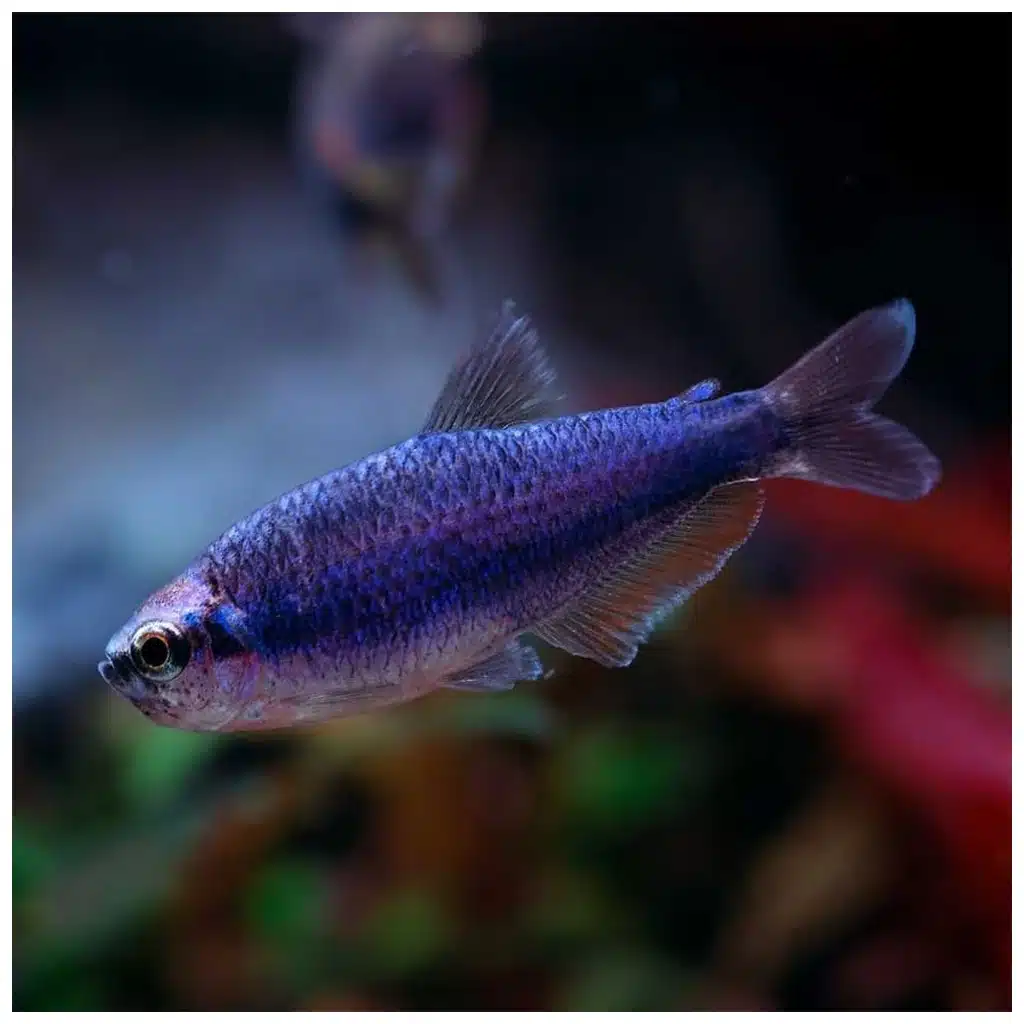 Inpaichthys kerri plava carska tetra