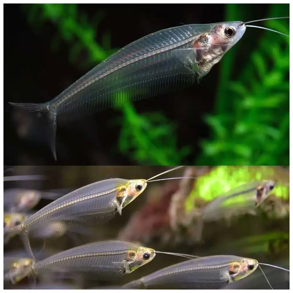 Kryptopterus bicirrhis staklasti somić