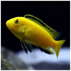 Labidochromis caeruleus žuti malavi ciklid - ribica za akvarijum