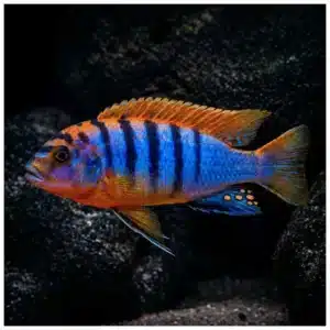 Labidochromis hongi malavi ciklid u akvarijumu
