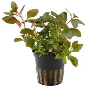 Ludwigia repens rubin crvena akvarijumska biljka