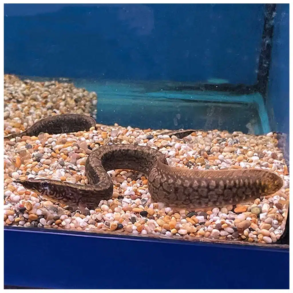Mastacembelus Eel bodljikava jegulja