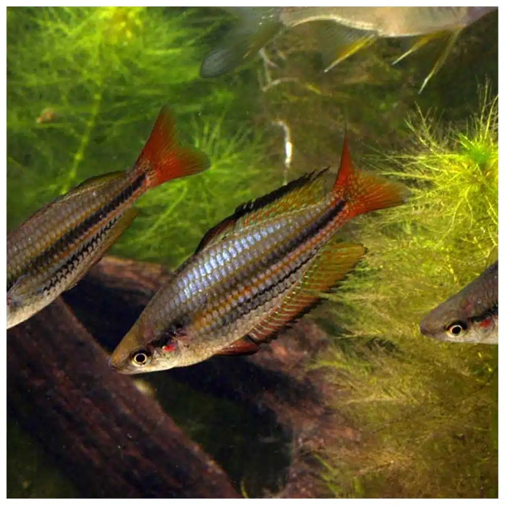 Melanotaenia australis australijska duga