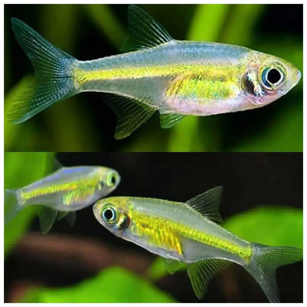 Microdevario kubotai nano ribica za akvarijum