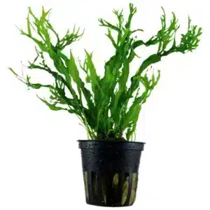 Microsorum pteropus Windelov akvarijumska biljka sa razgranatim listovima