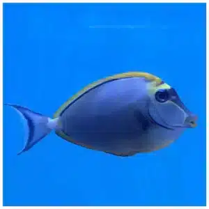 Naso Elegans morska ribica tang u akvarijumu