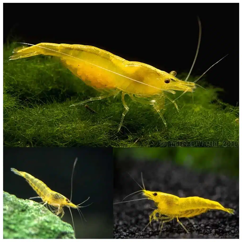 Neocaridina davidi žuta akvarijumska kozica